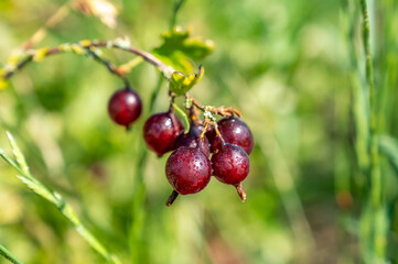 Organic Red Gooseberries in grades 2025