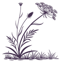 black and white xeranthemum cylindraceum