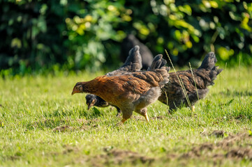 Organic wild chickens on grass field