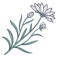 black and white xeranthemum cylindraceum