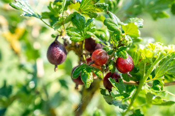 Organic Red Gooseberries in grades 2025