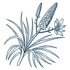 black and white xanthorrhoea latifolia