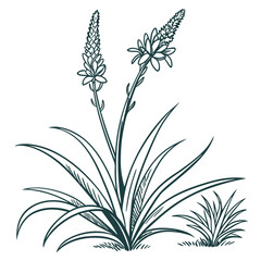 black and white xanthorrhoea latifolia