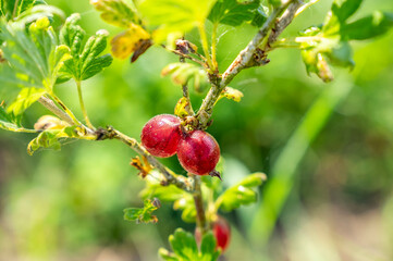 Organic Red Gooseberries in grades 2025