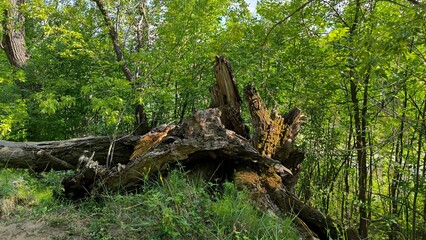 a large brown bear sitting on a tree