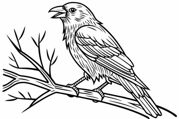 coloring page line art the canary black vector