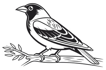coloring page line art the canary black vector