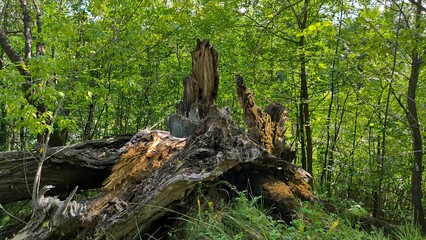 eagle in the woods