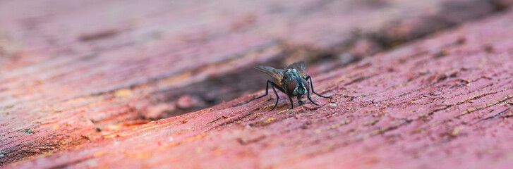 A fly is seen crawling on a textured wooden surface showcasing its delicate features and unique colors The natural light illuminates the scene highlighting the simplicity of nature