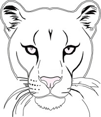 vector illustration of a tiger