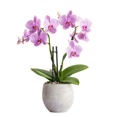Beautiful Pink Orchid Plant in Modern Pot with Green Leaves