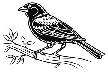 coloring page line art the finch black vector