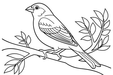 coloring page line art the finch black vector