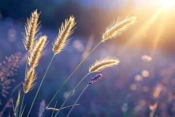 Obraz premium Golden wheat grass with sunshine in dreamy soft focus high resolution photo