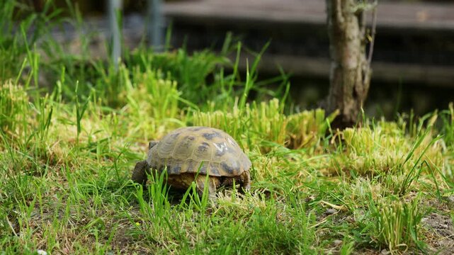 4K video of turtle on grass and in pond. Reptile moving between land and water in natural habitat. Wildlife nature animal behavior and outdoor environment captured in detail. Small turtle on the grass