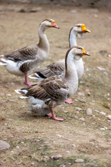 a group of large grey geese on the ground near the shore, three adult swans with grey and white feathers on the shore of a small lake