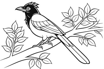 coloring page line art the jay bird black vector