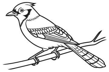 coloring page line art the jay bird black vector