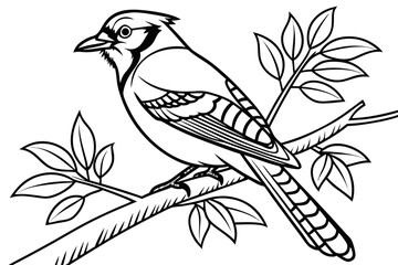 coloring page line art the jay bird black vector