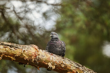 pigeon sitting on green grass in the park