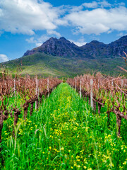 Fototapeta premium Vertical shot: Canola in winter vineyard with Helderberg Mountain, Stellenbosch, South Africa