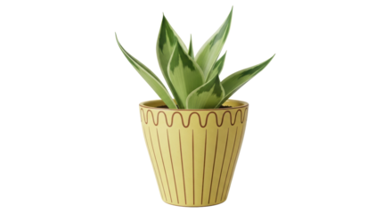 Isolated Sansevieria Plant in Pot