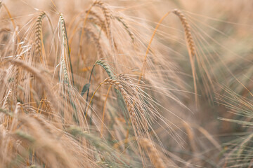 Delicate ears of ripening wheat are photographed close-up with a blurred background (selective focus). Beautiful photo of ears of cereal crops. Natural farm wheat at sunset