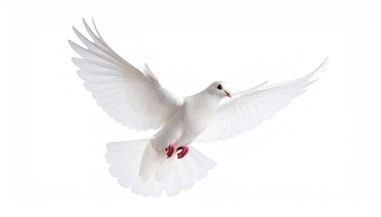 Obraz premium White dove in flight against a plain white background