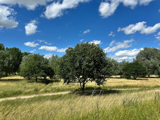 landscape with trees