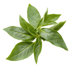 Fototapeta premium Eleuthero leaf or Koshiabura Japanese mountain herb, Eleuthero leaf, a Japanese mountain herb, isolated on transparent background