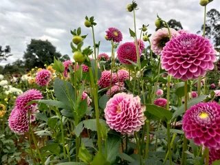 Fotobehang Dahlia Low angle view of a beautiful field of pink and magenta dahlia flowers blooming under a cloudy sky. The intricate petals and vibrant colors stand out against the green leaves and stems of the garden.  © mienakae