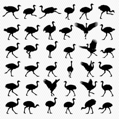 A collection of various ostrich silhouette poses, including walking, running, standing, and wing-flapping, arranged on a white background.