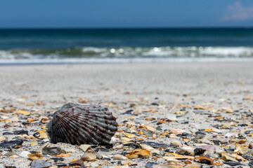 Ocean waves with shells on beach