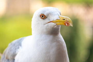 Portrait of a yellow-legged gull in Rome