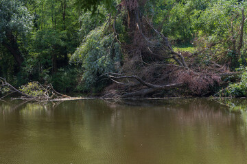 Jihlava River near the Dolni Kounice quarry. Trees along the river