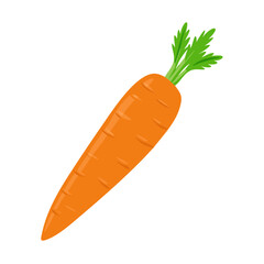 carrots vector illustration