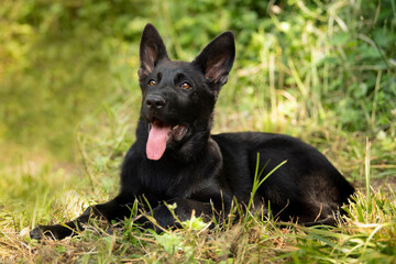 german shepherd puppy