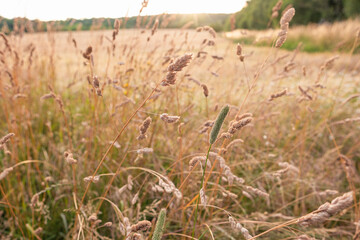 Field grass close-up against a field background. The spikelets of flowers of common field grass are beautifully photographed in the rays of the sunset
