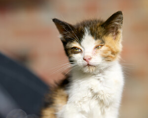 A small, stray calico kitten with a visible eye infection sits outdoors. The scruffy, homeless young cat is looking at the camera with a soft, out-of-focus background.