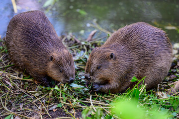 Two European beavers (Castor fiber) eating green vegetation by the riverbank, close-up view of wild brown rodents in natural habitat, foraging near water, concept of wildlife conservation and ecology © SSV-Photo