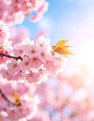 Fototapeta premium Delicate pink cherry blossoms against a bright blue sky