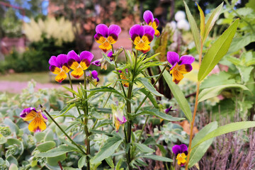 Close-up of Colorful Viola Tricolor (Johnny Jump Up) Flowers in Bloom – Bright Purple, Yellow, and Orange Petals in a Lush Garden Setting, Ideal for Springtime and Floral Nature Themes