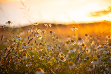 Beautiful, detailed texture of blooming chamomile. Chamomile flowers in the field in the rays of the setting sun. Abundant flowering of medicinal chamomile at sunset