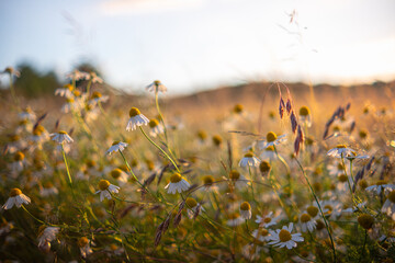 Beautiful, detailed texture of blooming chamomile. Chamomile flowers in the field in the rays of the setting sun. Abundant flowering of medicinal chamomile at sunset