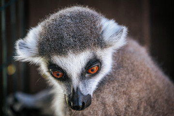 A detailed close-up of a ring-tailed lemurs face, highlighting its vivid golden eyes, black nose, and fluffy fur in natural lighting.