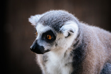 Fototapeta premium A detailed close-up of a ring-tailed lemurs face, highlighting its vivid golden eyes, black nose, and fluffy fur in natural lighting.