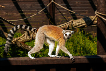 A detailed side profile of a ring tailed lemur showing its amber eyes and black-and-white facial markings in a softly lit natural setting.