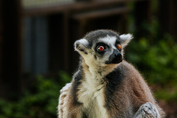 A detailed close-up of a ring-tailed lemurs face, highlighting its vivid golden eyes, black nose, and fluffy fur in natural lighting.