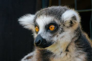 A detailed close-up of a ring-tailed lemurs face, highlighting its vivid golden eyes, black nose, and fluffy fur in natural lighting.