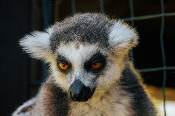 A detailed close-up of a ring-tailed lemurs face, highlighting its vivid golden eyes, black nose, and fluffy fur in natural lighting.